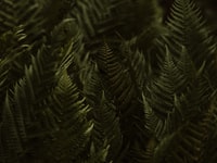 green pine tree in close up photography 绿松树近景摄影