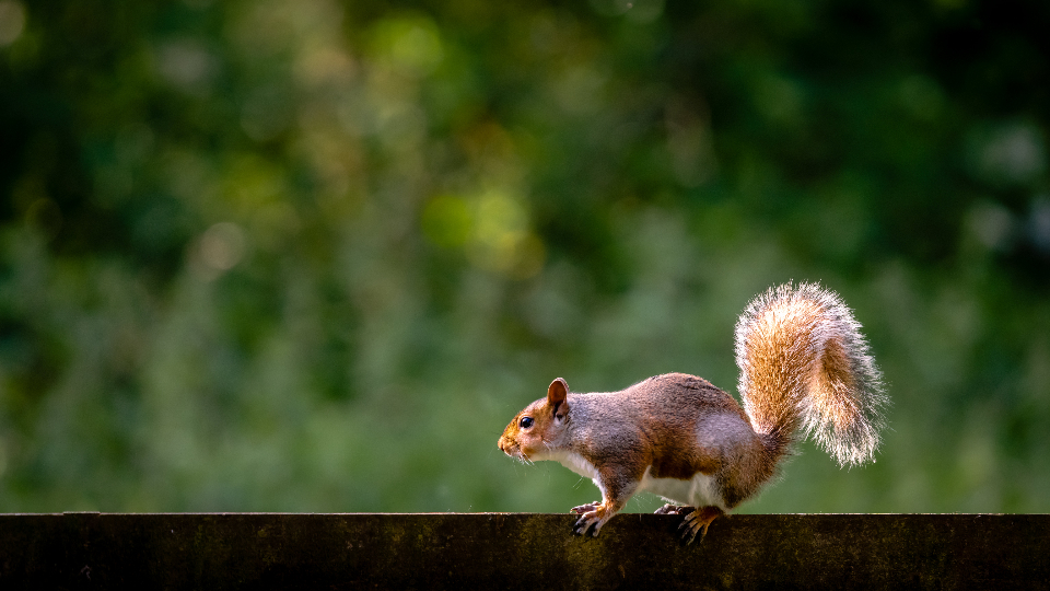 squirrel animal nature close rodent face fur garden outdoors day green eyes nose ears leaves tail fence wildlife backyard copy space 复制空间 后院 野生动物 篱笆 尾 叶 耳 鼻子 眼睛 绿色 天 户外 花园 毛皮 脸 啮齿动物 关 自然 动物 松鼠