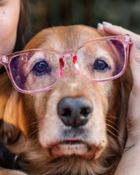 golden retriever wearing pink framed sunglasses 戴粉红色框太阳镜的金毛猎犬