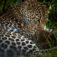 leopard lying on green grass during daytime 白天躺在青草上的豹
