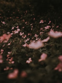 red flowers with green leaves 绿叶红花