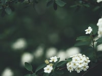 white flower in tilt shift lens 斜移镜头中的白花