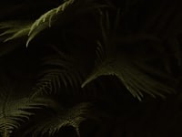 green palm plant in dark room 黑暗房间里的绿棕榈植物