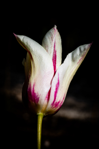 tulip flower macro petals nature easter spring bloom blossom flora close up petal white pink dramatic dark plant stem mobile wallpaper 移动式壁纸 茎 种 黑暗 戏剧性 粉红 白色 花瓣 闭上 菌群 开花 布卢姆 春天 复活节 自然 花瓣 宏 花 郁金香