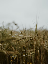 brown wheat field during daytime 白天褐麦田