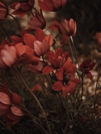 red flower in macro shot 宏射红花