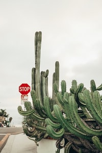 green cactus plant near red stop sign 绿色仙人掌植物近红色停车标志