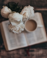 white roses on white book page 白色书页上的白玫瑰