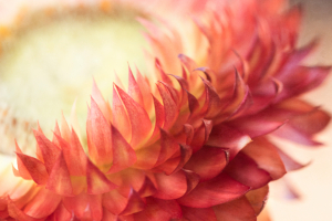 abstract flower background macro plant floral close up botany wallpaper organic petals pattern soft texture blossom nature flora strawflower daisy 黛西 草花 菌群 自然 开花 织构 软 花纹 花瓣 有机 壁纸 植物学 闭上 花 种 宏 背景 花 摘要