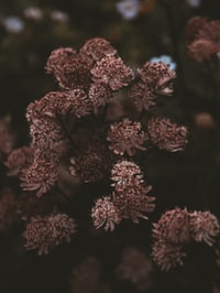 red and brown flowers in tilt shift lens 斜移镜头中的红褐色花
