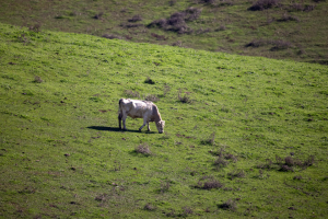 cow field meadow cattle farmland farm country grass livestock pasture animal nature landscape eating grazing 放牧 吃 景物 自然 动物 草场 畜牧 草 国家 农场 农田 牛 草甸 场域 奶牛