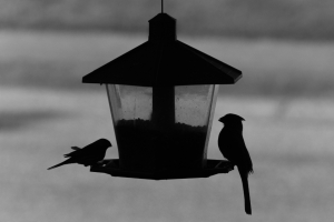 bird feeder nature seed food animal wildlife beak feathers wings perched eating hungry sitting backyard birdwatching silhouette black and white 黑白 剪影 观鸟 后院 坐着 饥饿 吃 栖息 翅膀 羽毛 喙 野生动物 动物 食物 种子 自然 给料机 鸟