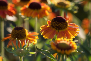 orange flowers nature plant outdoor garden green blossom floral leaves detail natural pattern growth bloom grass botany petals blooming organic fresh plants 植物 鲜食 有机 盛开 花瓣 植物学 草 布卢姆 生长 花纹 天然 细部 叶 花 开花 绿色 花园 户外 种 自然 花儿 桔黄色的