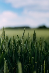 green wheat field during daytime 白天绿麦田