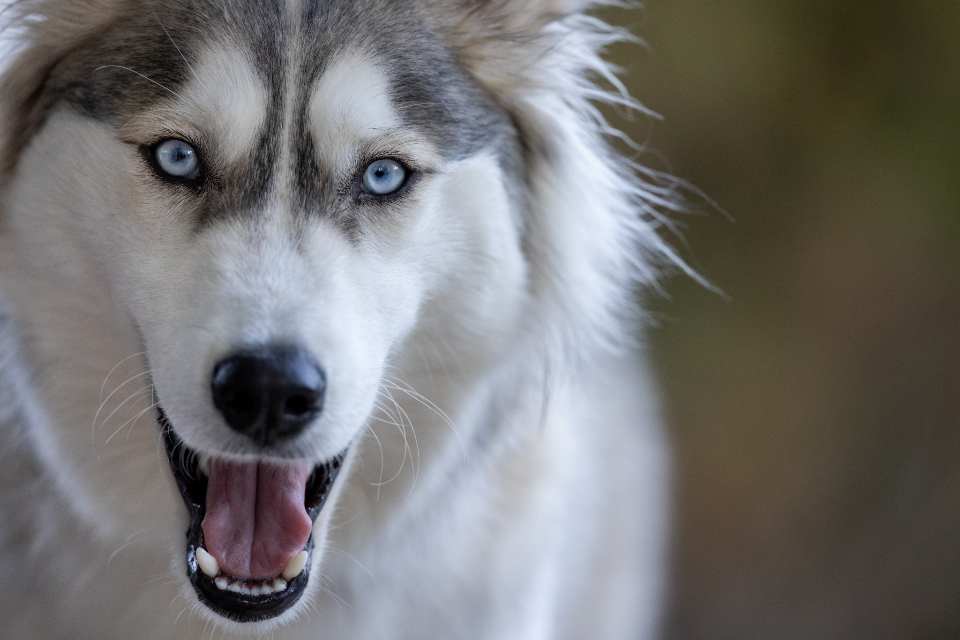 husky animal dog eyes portrait white siberian pet blue background friend mammal purebred veterinary breed face canine companion copy space