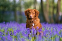 brown short coated dog on purple flower field during daytime