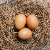 HACCP