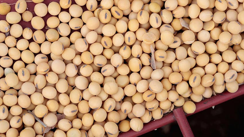 大豆“一个多月来首笔”，美国农业部：中国采购近30万吨大豆