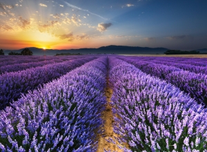 Sunrise on the Lavender Fields in Valensole in Provence