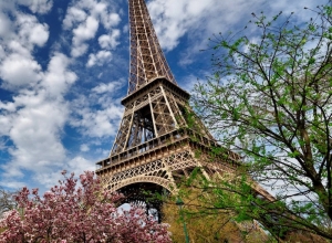 eiffel-tower-with-magnolia-trees的副本800