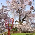祇園 + 円山公園
