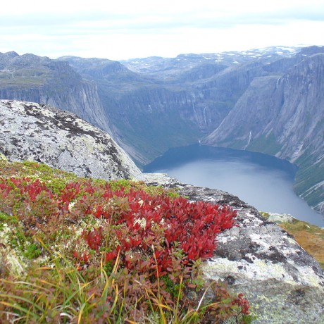 1024px-Heather_in_autumn_colors