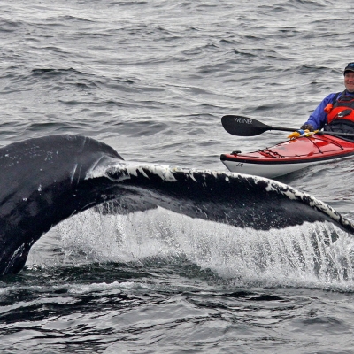 挪威皮划艇观鲸www.nordicvs (1)