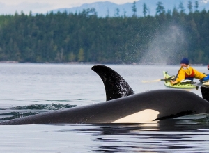 挪威皮划艇观鲸www.nordicvs (4)