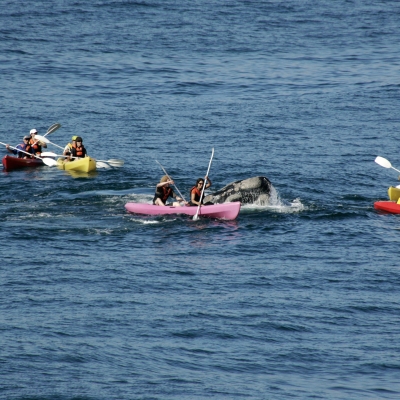 WHALE SURFACES UNDER KAYAK