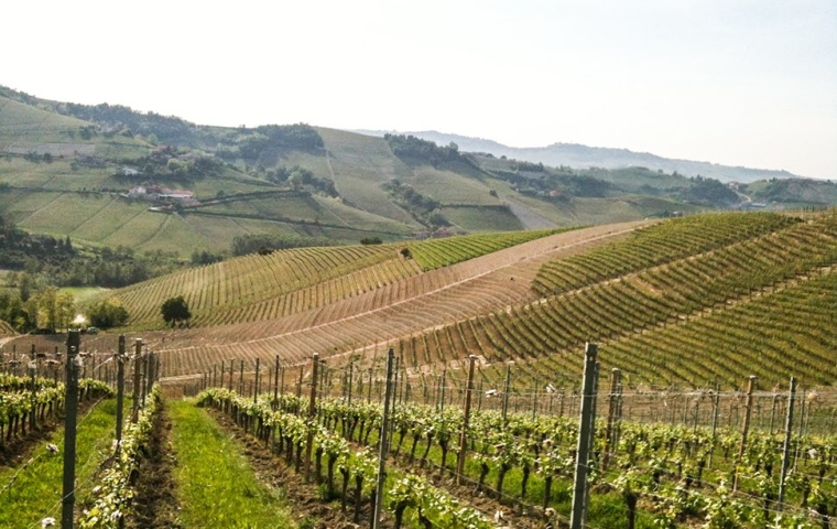 2-Vigna-rionda