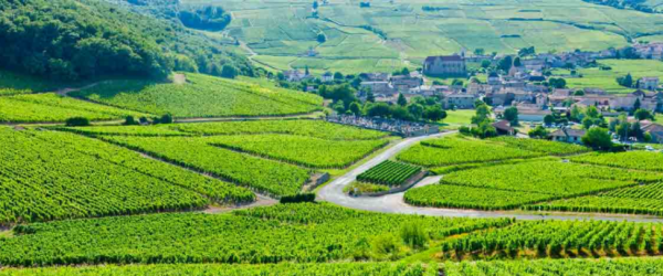 Nicolas-Rossignol-vignes-1024x406