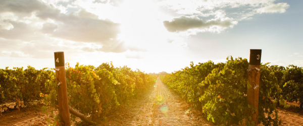 Studio_Barossa_Hires-197