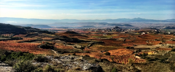 VinedoExopto-home-