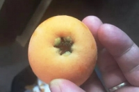 _loquat 2