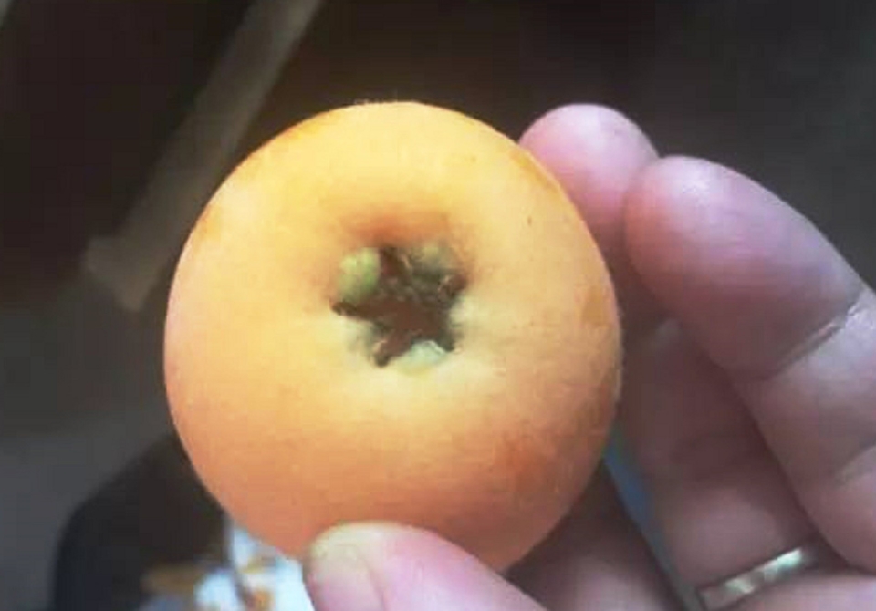 _loquat 2