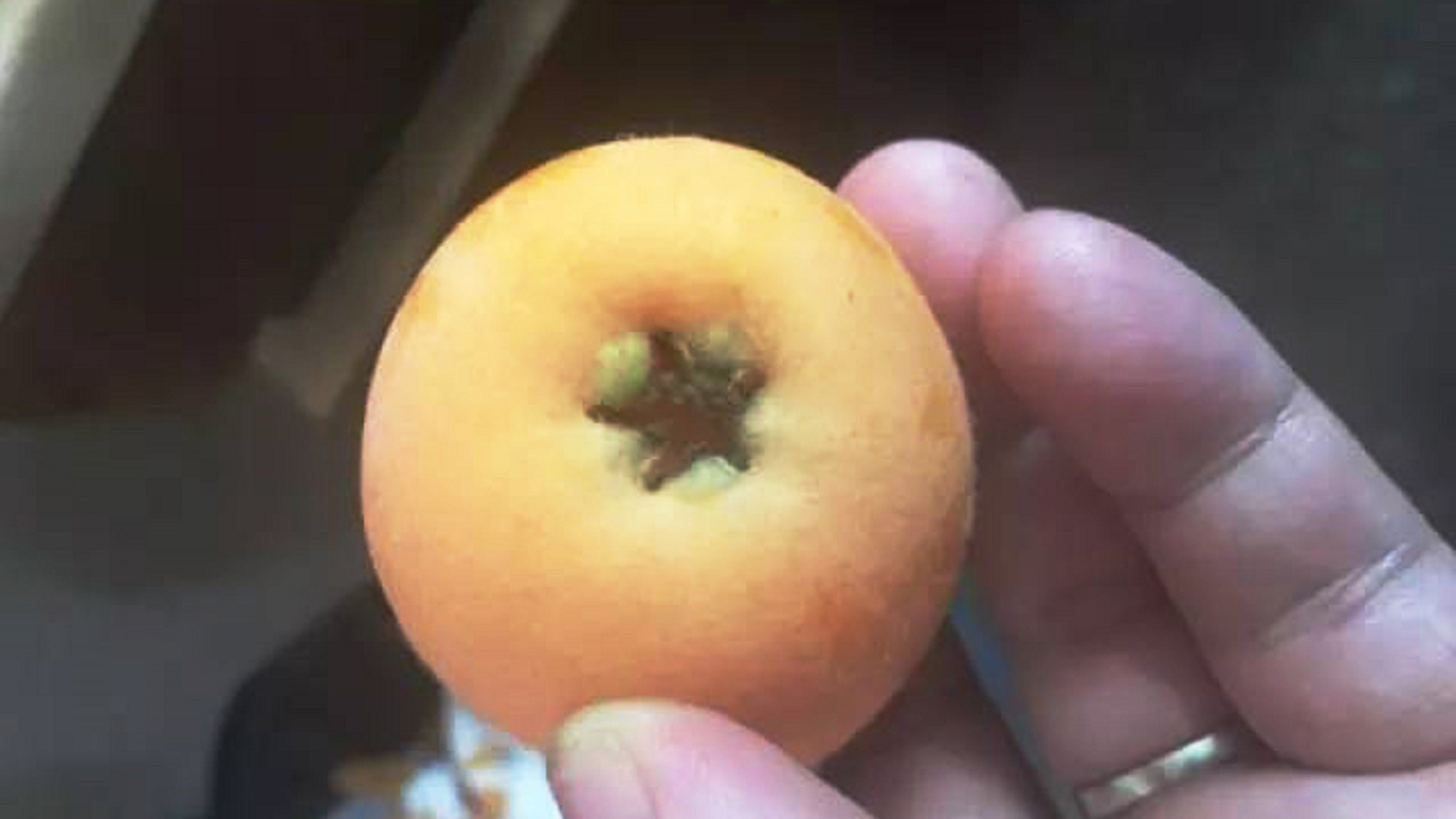 _loquat 2