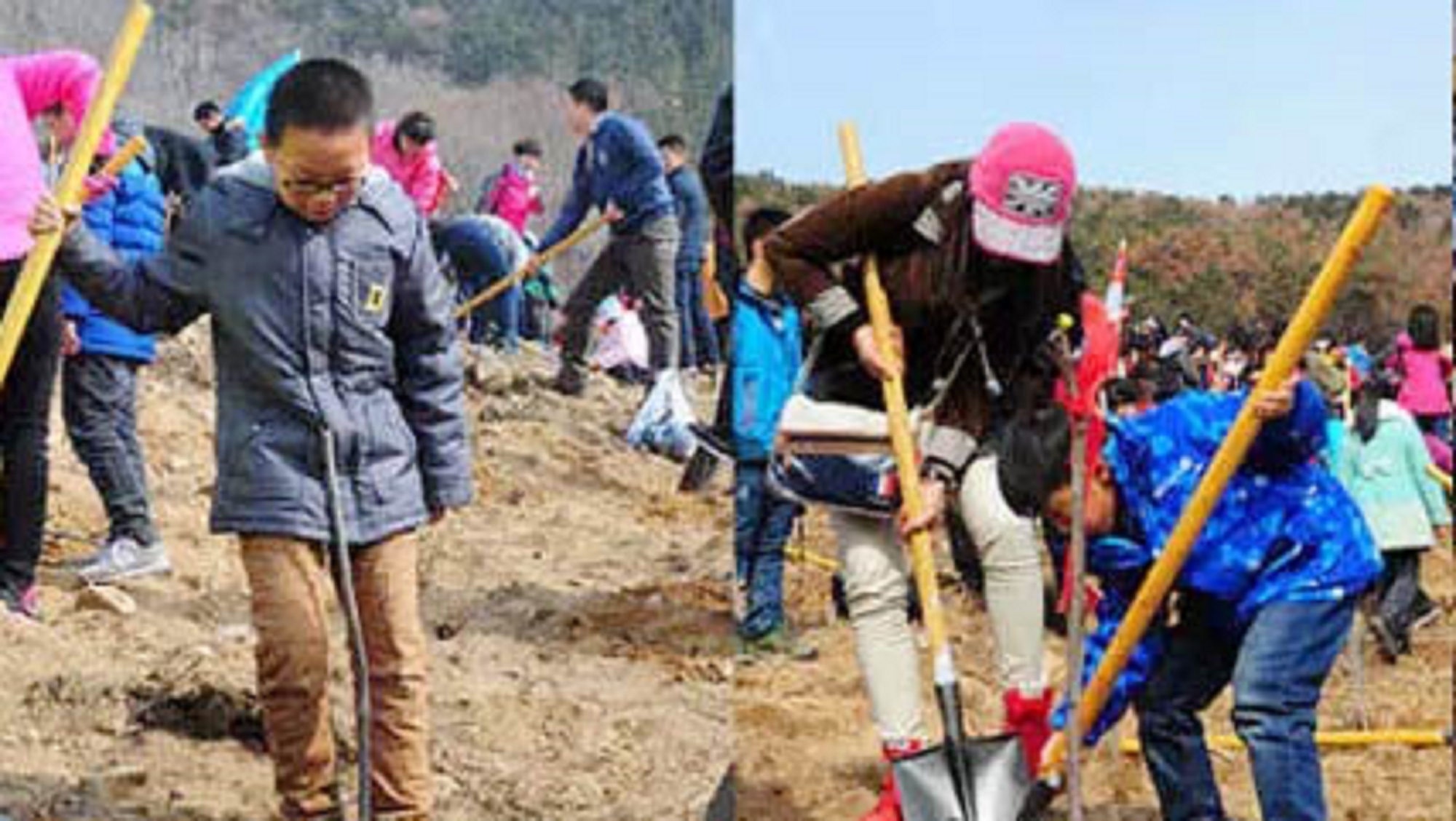 planting weihai (1)