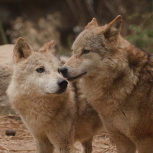 vlcsnap-2021-05-18-17h34m11s276