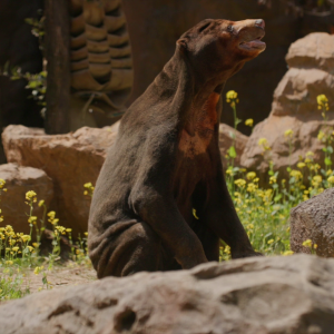 vlcsnap-2021-05-18-17h16m24s636