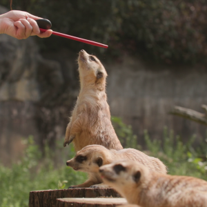 vlcsnap-2021-05-18-17h30m21s665