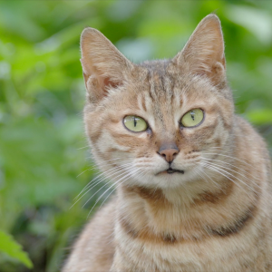 vlcsnap-2021-05-18-17h25m01s660