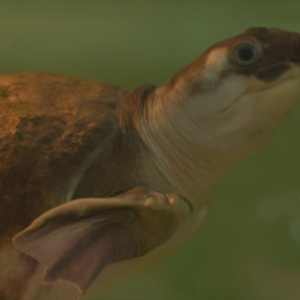 vlcsnap-2021-05-18-17h17m44s378