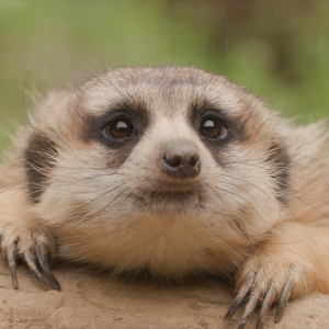 vlcsnap-2021-05-18-17h29m47s448