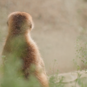 vlcsnap-2021-05-18-17h32m28s264