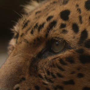 vlcsnap-2021-05-18-17h22m57s564