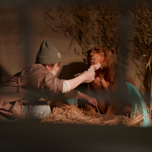 vlcsnap-2021-05-18-17h15m14s018