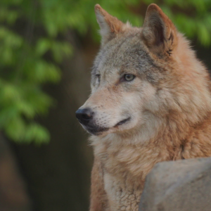 vlcsnap-2021-05-18-17h32m50s837