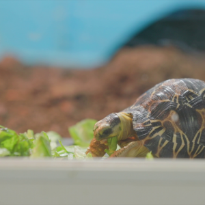 vlcsnap-2021-05-18-17h18m00s827