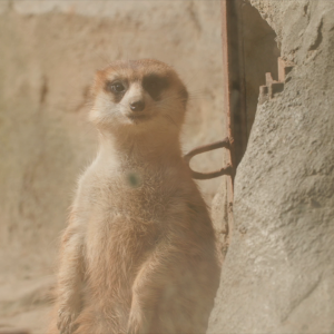 vlcsnap-2021-05-18-17h30m02s079