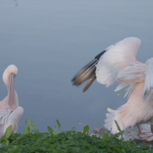 vlcsnap-2021-05-18-17h35m58s206